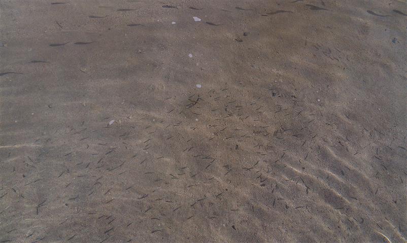 рибки в водчке