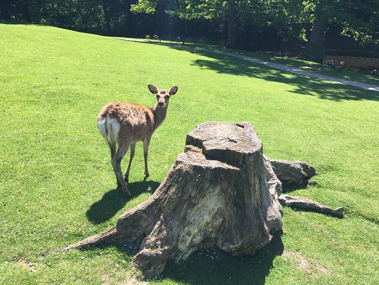 Оленячий парк Marselisborg Deer Park