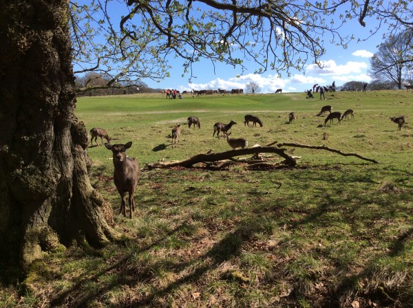 Годування оленів в парку Marselisborg Deer Park