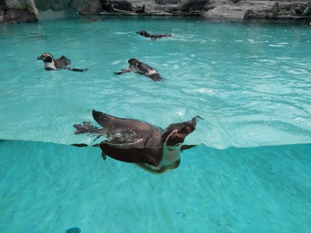 Краківський зоопарк (Ogród Zoologiczny)