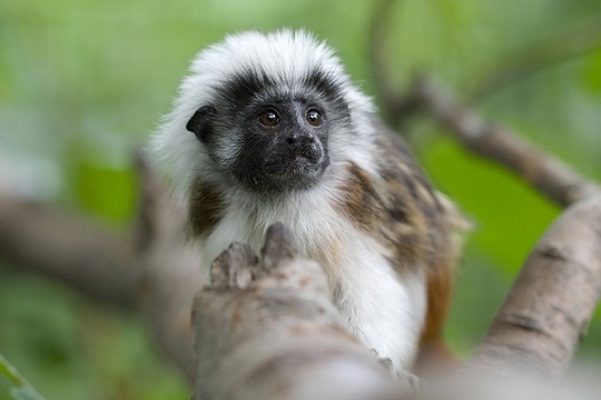 Краківський зоопарк (Ogród Zoologiczny)