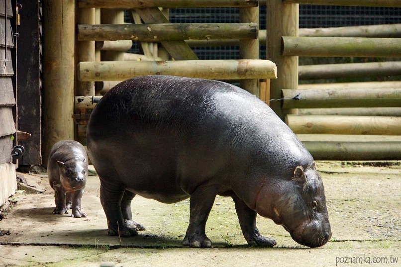 Краківський зоопарк (Ogród Zoologiczny)