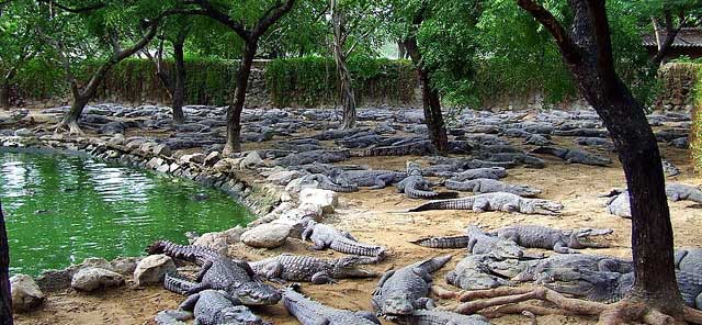 Dubai Crocodile Park